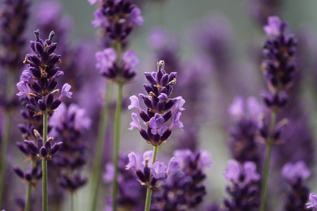 Lavender Growing Quick Facts